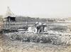1930년 대구근교 참외밭