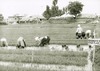 1972년 죽도2동 통일벼 못자리