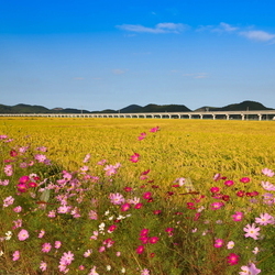 풍요로운 흥해 들녁